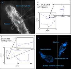 However, when the cells were enucleated while interferon formation was proceeding, the cytoplasts were capable of continuing to synthesize interferon by a. Long Term Memory In The Migration Movements Of Enucleated Amoeba Proteus Biorxiv