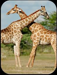 Image result for Streptopetalum serratum