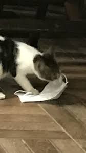 Maskeli Kedi Kedi