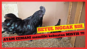 Check spelling or type a new query. Ayam Cemani Memiliki Kekuatan Mistis Betul Nggak Sih