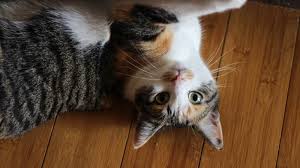If your senior cat is suddenly losing its whiskers, look for other symptoms of illness. Why Do Cats Lose Their Whiskers Do Cat Whiskers Grow Back