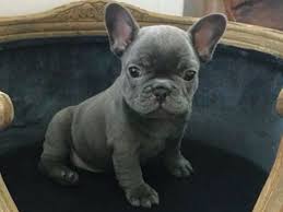 Newborn frenchies don't have the ability to keep themselves warm but their mother can naturally do that for them whenever she is in contact with them. Blue French Bulldog Puppy Blue French Bulldog Puppies French Bulldog Blue Bulldog Puppies