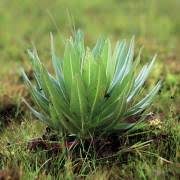 Image result for Lobelia stuhlmannii