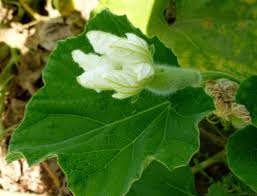 Image result for Lagenaria