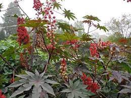 Rizinusöl ist aufgrund seiner chemischen. Rizinus Ricinus Communis Samen Kaufen Auf Ricardo
