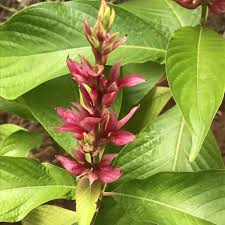 Image result for Erythrococca zambesiaca