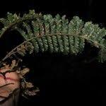 Image result for Trichomanes crispiforme