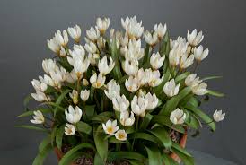 Image result for Isopyrum nipponicum