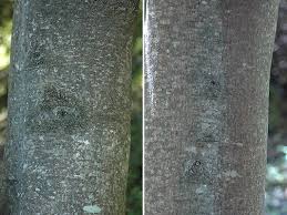 Image result for Celtis sinensis