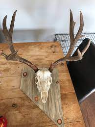 Paint this mixture onto the entire skull. First European Mount Rokslide Forum