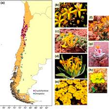 Image result for Sabicea dinklagei