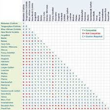 R Aquarium Fish Chart All About Aquarium Design