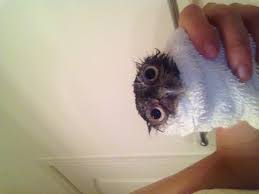 The bird lazily floated on the water as it was being pushed around by a shower head.hi and. Cute Baby Owl Novak Takes A Bath That Will Melt Your Heart Youtube