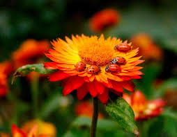 Birds And Blooms 2019 Photo Contest Winners Backyard Photo Contest 2017 Ladybug Ladybird
