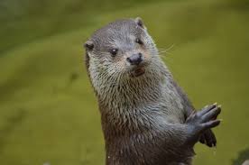 A permit is given, however, to those pet owners who comply with the different if you are thinking about having an otter as a pet, be ready to cope with these forthcoming concerns: 147 Cute Funny And Famous Pet Otter Names Animal Hype