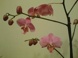 Znalezione obrazy dla zapytania zwiÄdÅe kwiaty storczyka