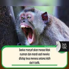 Berikut ulasan lengkapnya dalam video fakta populer.monyet adalah hewan primata. Tahukah Kamu