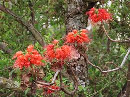 Image result for Millettia usaramensis