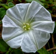 Image result for Aniseia martinicensis