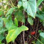 Image result for Cercestis congensis