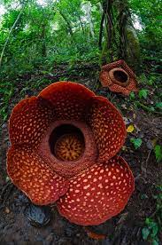 Tentu, bunga terbesar di dunia ini hanyalah salah satu dari tak terhitung banyaknya. Padma Raksasa Wikipedia Bahasa Indonesia Ensiklopedia Bebas