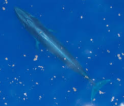Often, in efforts to conserve or save a species, all wild ancestors will be extinct but a critically endangered species may. New Whale Species Discovered In The Gulf Of Mexico But It S Already Going Extinct People Com