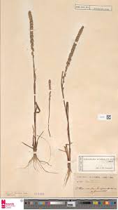 Image result for Elytrophorus spicatus