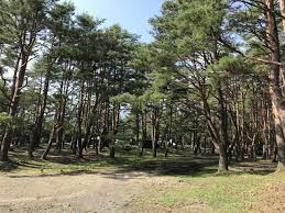 本栖湖キャンプ場でイーストヒルズの激安ハンモックを張ってみた キャンプ場 キャンプ 聖地