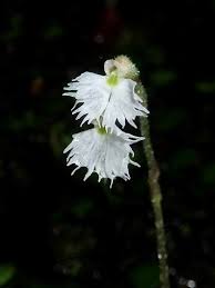 Image result for Cheirostylis