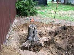 How To Dig Up Tree Roots Stump Removal Kill Tree Stump Tree Root Removal