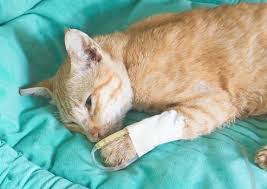 End Stage Feline Kidney Disease Lovetoknow Cat Kidney Cat Facts Cat Medication