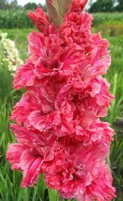 Vasilisa The Beautiful Beautiful Flowers Amazing Flowers Gladiolus Flower