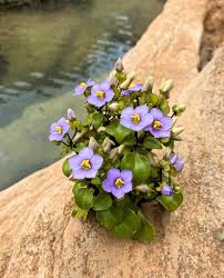 Image result for Exacum