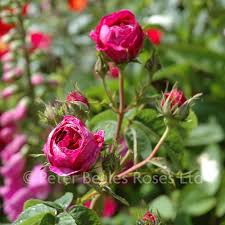 We did not find results for: Charles De Mills Shrub Rose Peter Beales Roses The World Leaders In Shrub Climbing Rambling And Standard Classic Roses