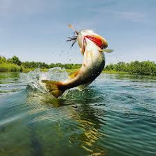 Shake Your Tail Feathers Bassfishing Photo Mikey Sabadic Fish Bass Fishing Spring Fishing