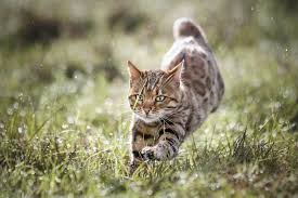 Many people worry about their cats getting fat, but unintentional weight loss can but there are other medical situations that will cause your cat to lose weight, even if they continue to eat their normal amount of food. Overweight Cat Causes Solutions For Your Cat S Health Tractive Blog
