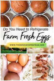 How Long Do Fresh Eggs Last The Novice Homestead