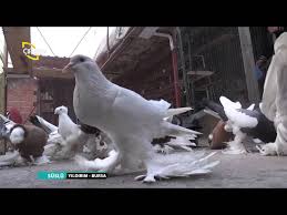Suslu Guvercinlere Verilen Yemler Hakkinda Genel Bilgi Yildirim Bursa Youtube