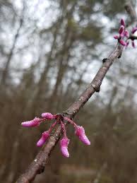 Escursioni naturalistiche guidate negli eventi di fiori d'inverno. Fiori D Inverno Rosa Redbud Foto Gratis Su Pixabay