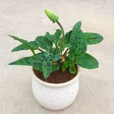 Image result for Drimiopsis