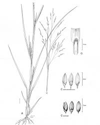 Image result for Panicum schinzii