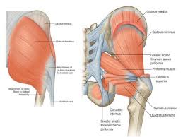 Commonly the gluteal muscles become inhibited, preventing them from properly the body, as per the diagram below, ideally a neutral position is required for optimal glute function The Complete Guide To Glute Training Part 1 Things You Didn T Know About Your Own Butt John Fawkes