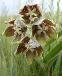 Image result for Asclepias adscendens