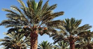 Check spelling or type a new query. Date Palm The Edible Date