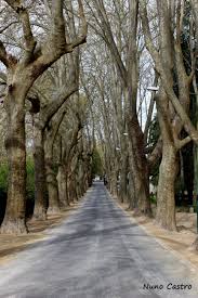 Uma janela de informação turística dedicada ao destino viseu, a melhor cidade para viver e. Fontelo Perto De Viseu Baum