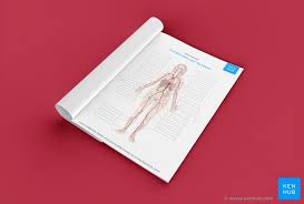 Chapter 11 the cardiovascular system Cardiovascular System Diagrams Quizzes Free Worksheets Kenhub