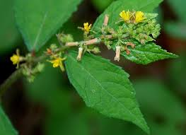 Image result for Triumfetta pentandra