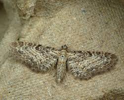 Image result for Eupithecia subumbrata