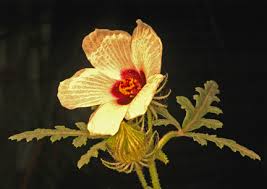 Image result for Hibiscus tridactylites