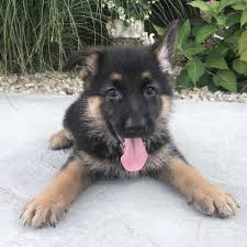 Check spelling or type a new query. Elaine German Shepherd Dog Puppy 652608 Puppyspot